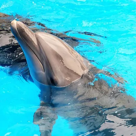 Branca * 알부페이라