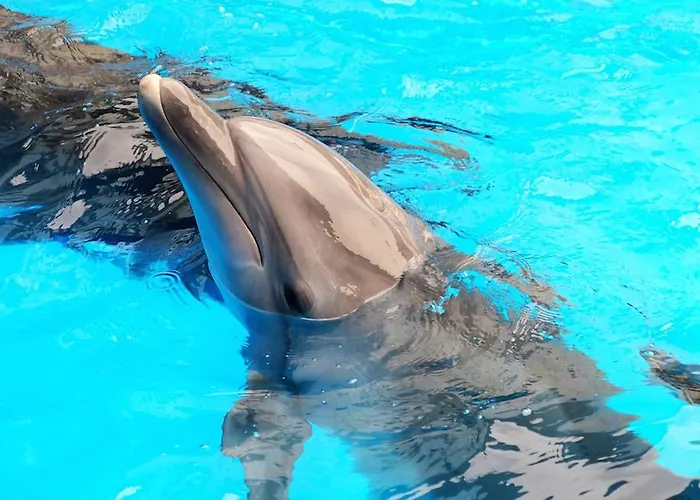 Branca * Албуфейра